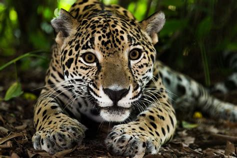 jaguar mexicano donde habita